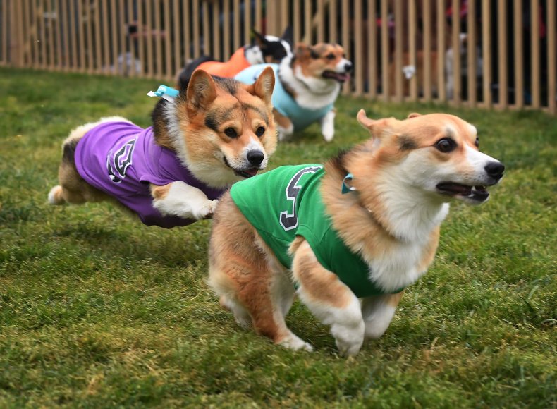 Cani Corgis California