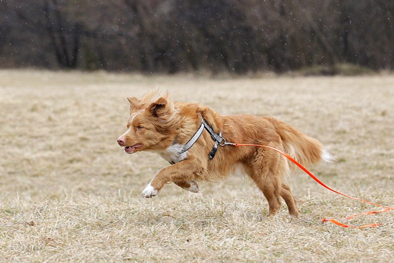 Nova Scotia duck tolling retriever Germania 