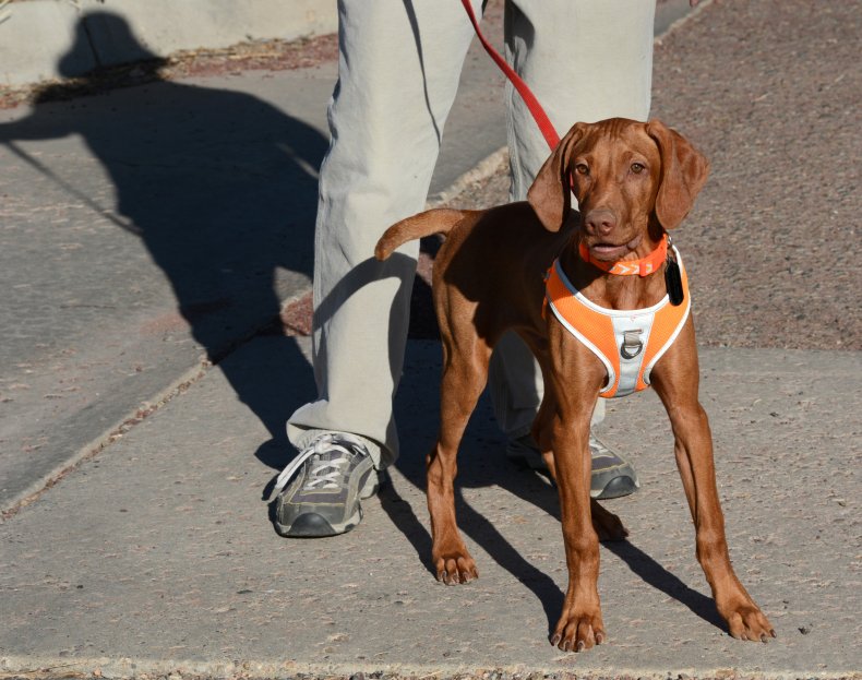 cane vizsla New Mexico 2020