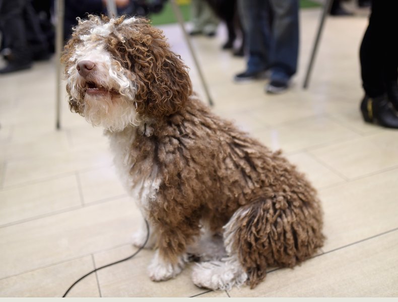 Dog show NYC 2016 spagnolo cane da acqua