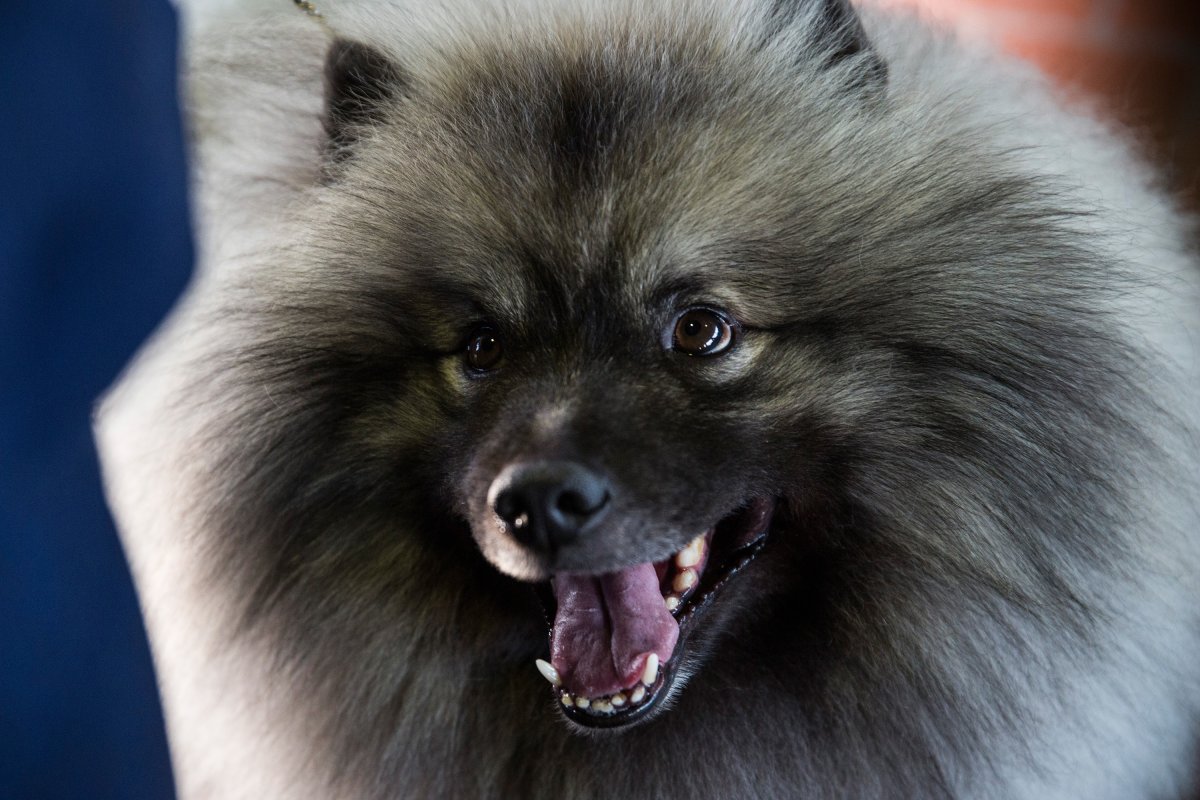 Dog show NYC 2014 keeshond