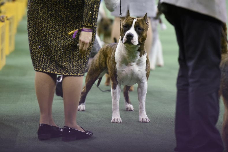Le 25 razze di cani di taglia media più obbedienti 23 American Staffordshire terrier NYC 2016