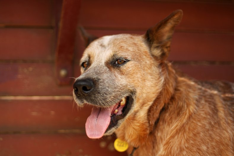  Australian blue cattle dog 2011