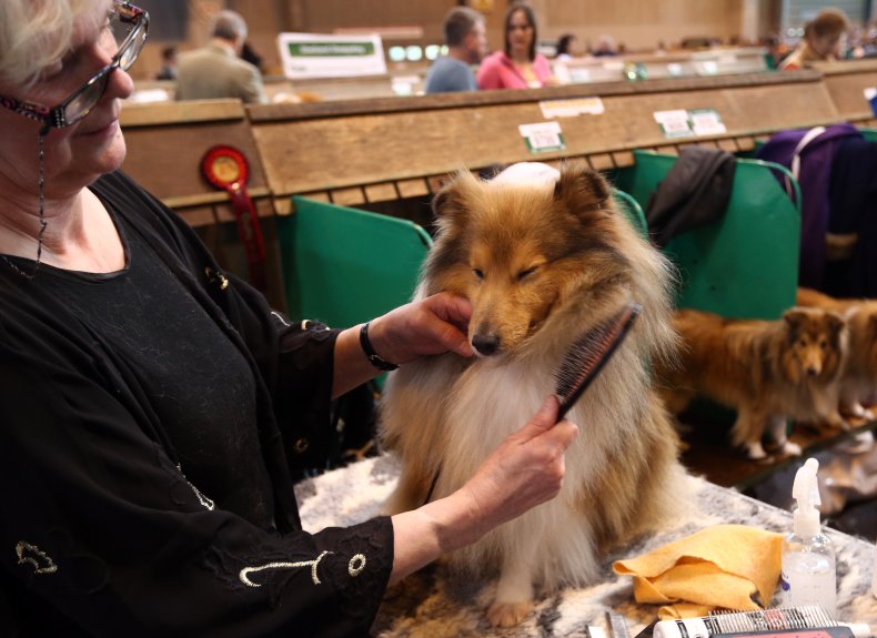 Shetland Sheepdog UK dog show 2015