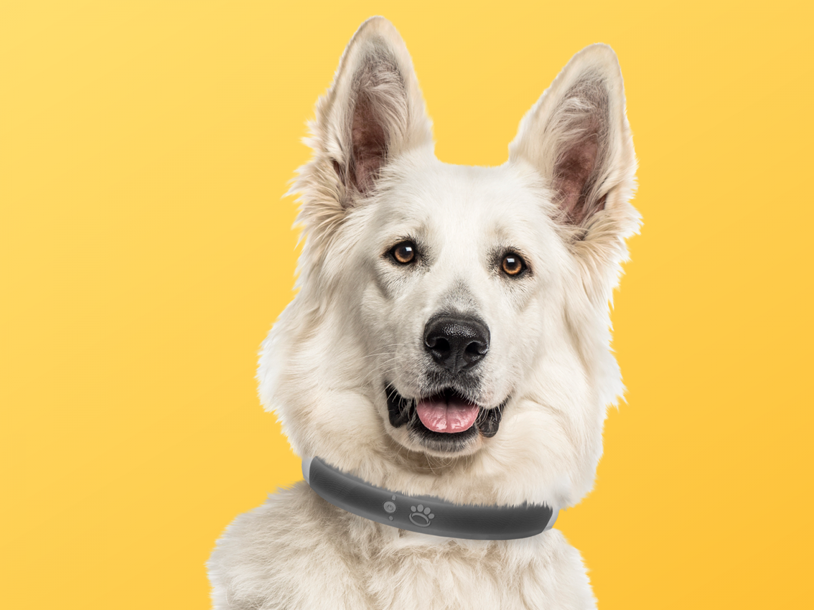 Dog collars to stop wandering hotsell