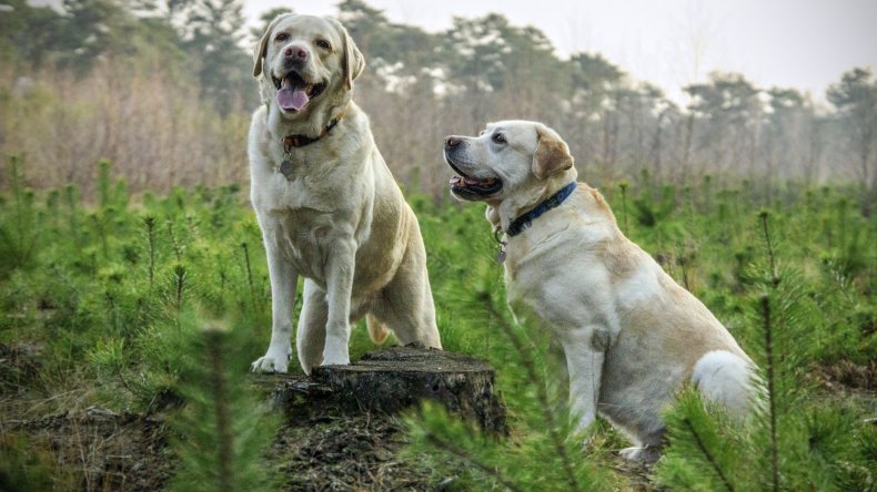 ellevet science cbd for dogs