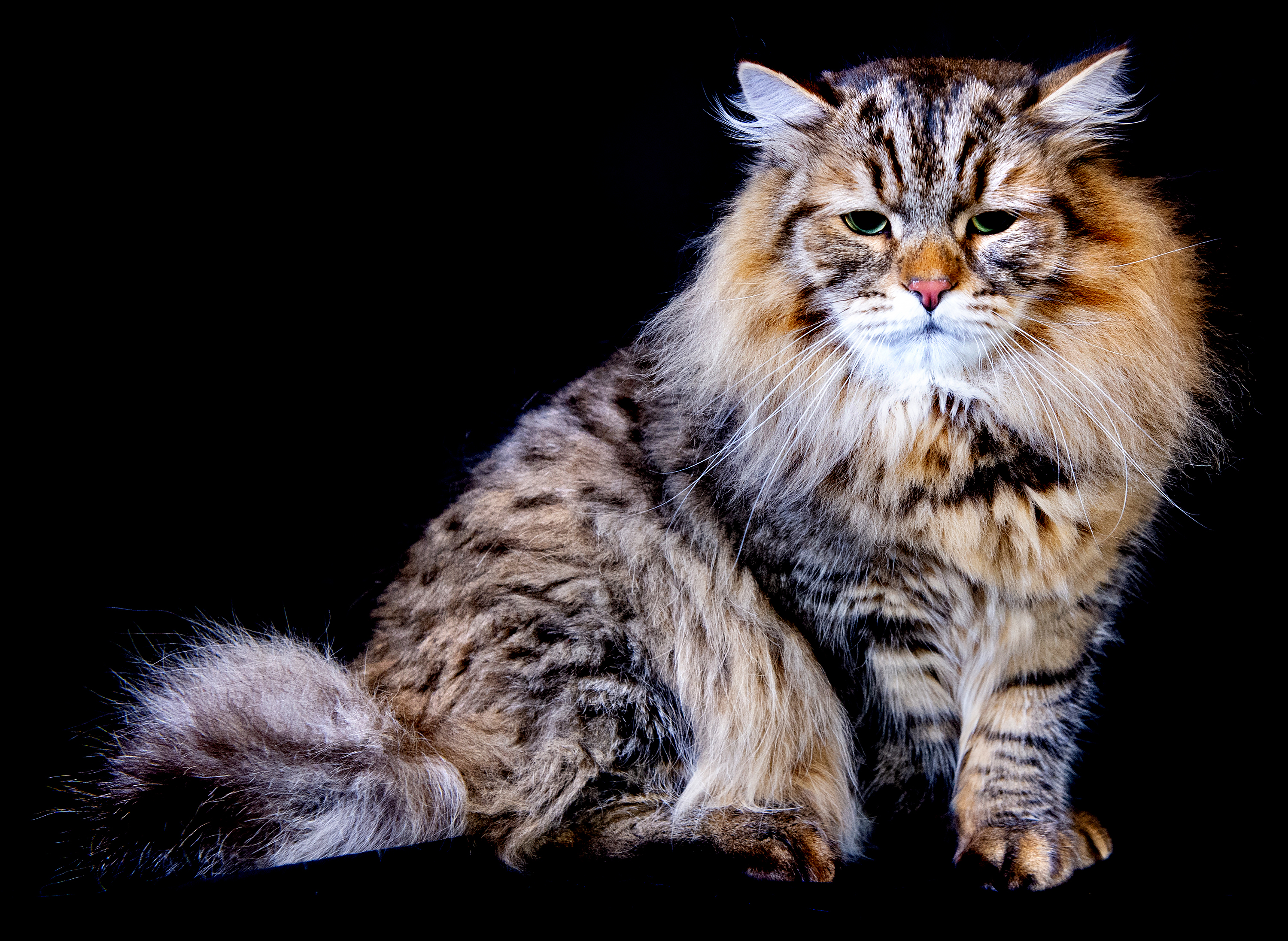 10 Cat Breeds That Make Great Indoor Companions