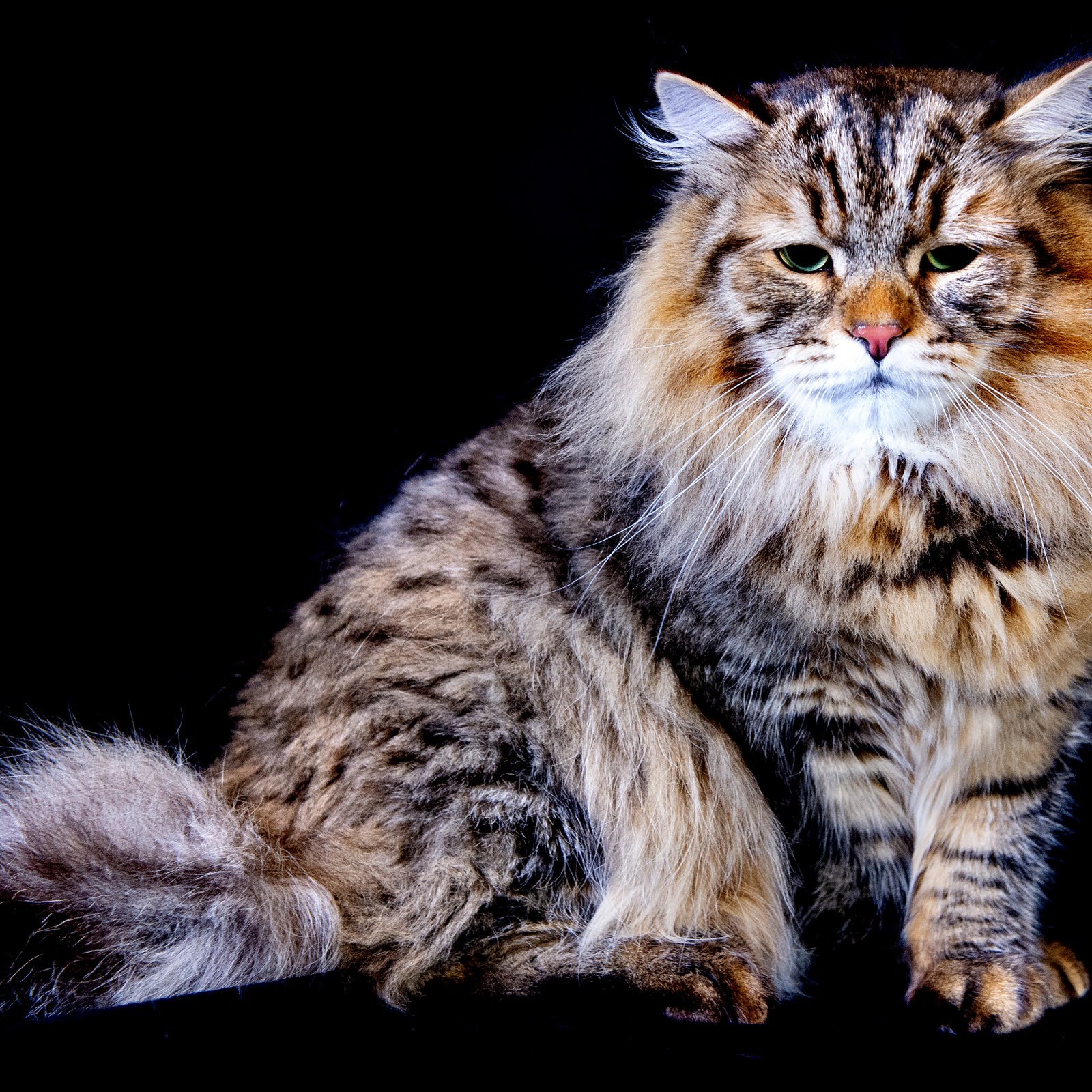 10 Best Cat Breeds for Homes with Dogs