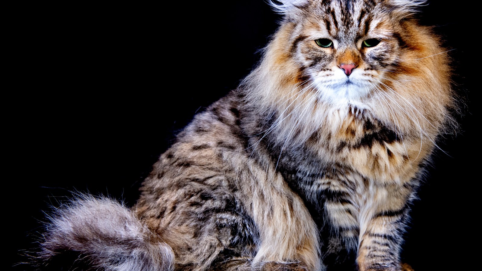 Cat Cat