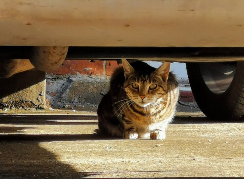 Stock: Cat hiding under car
