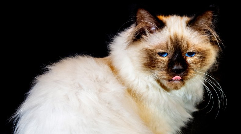 Burmese UK cat show 2019