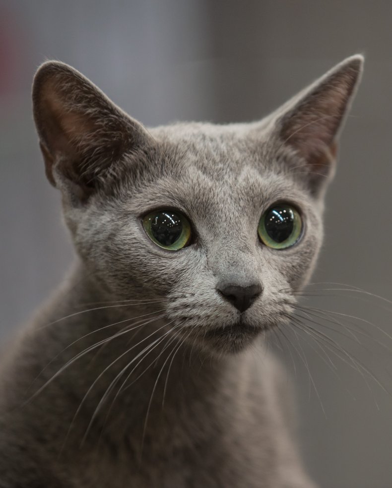 Russian blue Rome Italy 2014 cat show