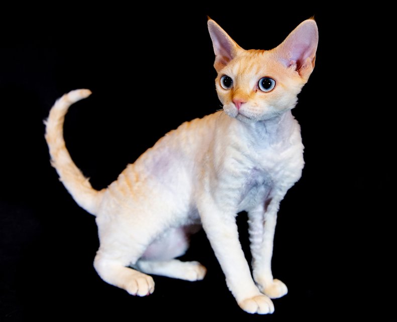 Devon rex UK cat show 2019