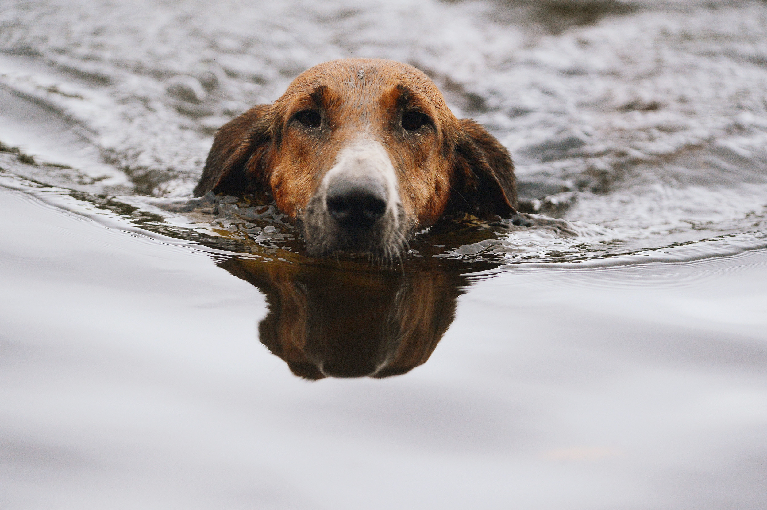 Video Shows Heroic Dog Rescue From Frozen Pond by Good Samaritans
