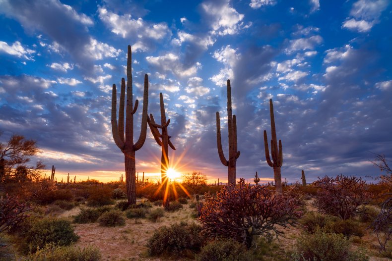 Arizona Cactus