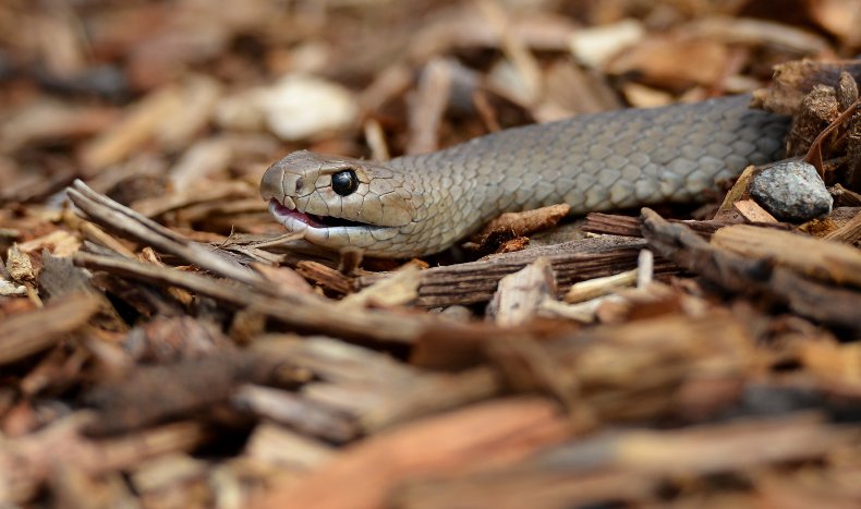 A venomous Eastern Brown Snake in Australia