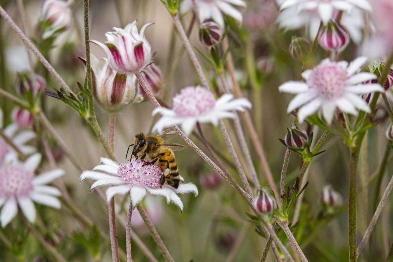 bee
