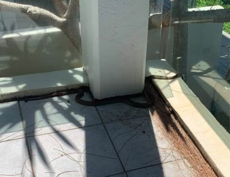 Eastern Brown on Balcony