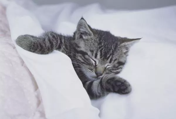 Cat Spa Day Tiktok Video Goes Viral Is Watched Over 50 Million Times Cat Spa Day Tiktok Video Goes Viral Is Watched Over 50 Million Times