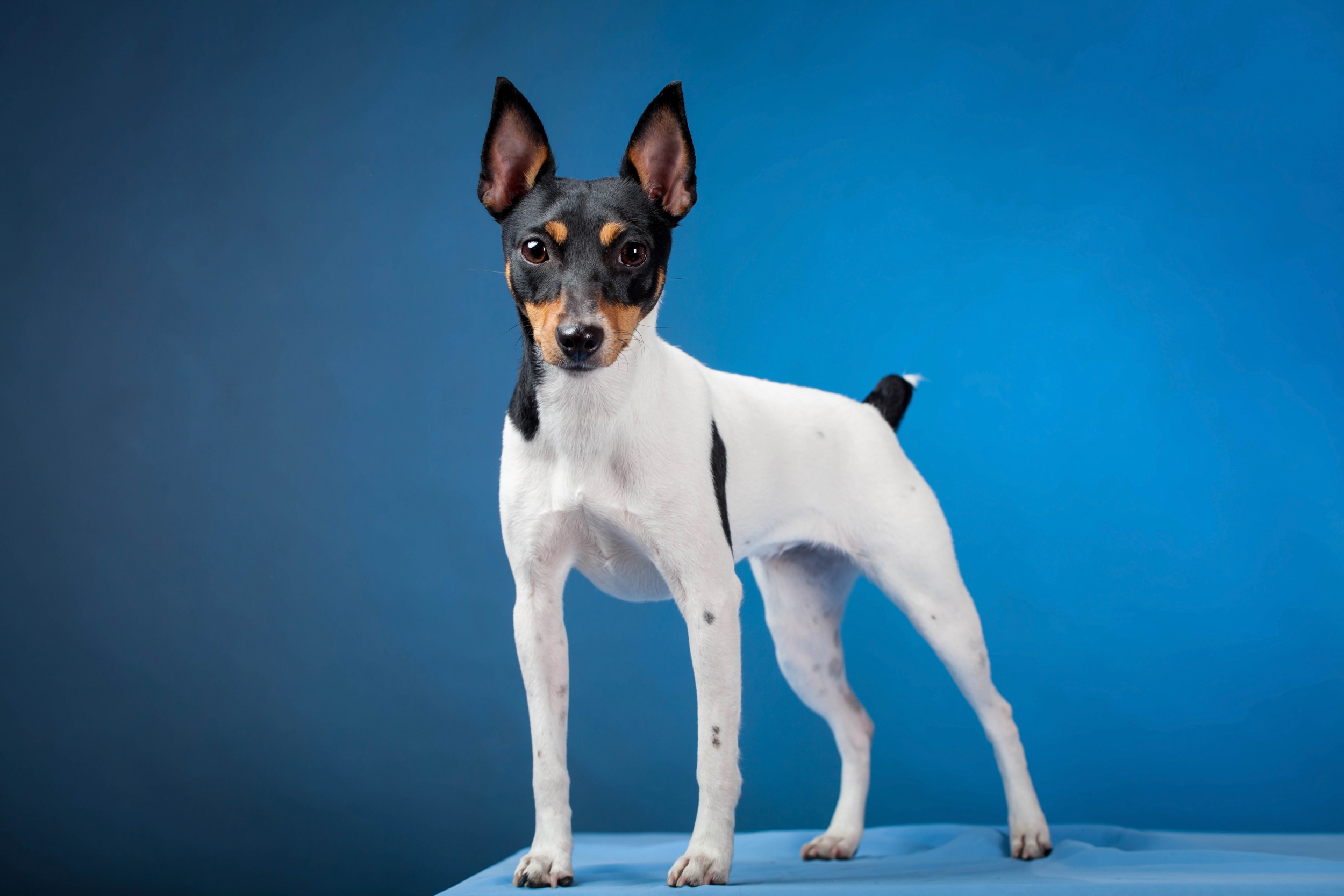 Small dog breeds easy to hot sale potty train