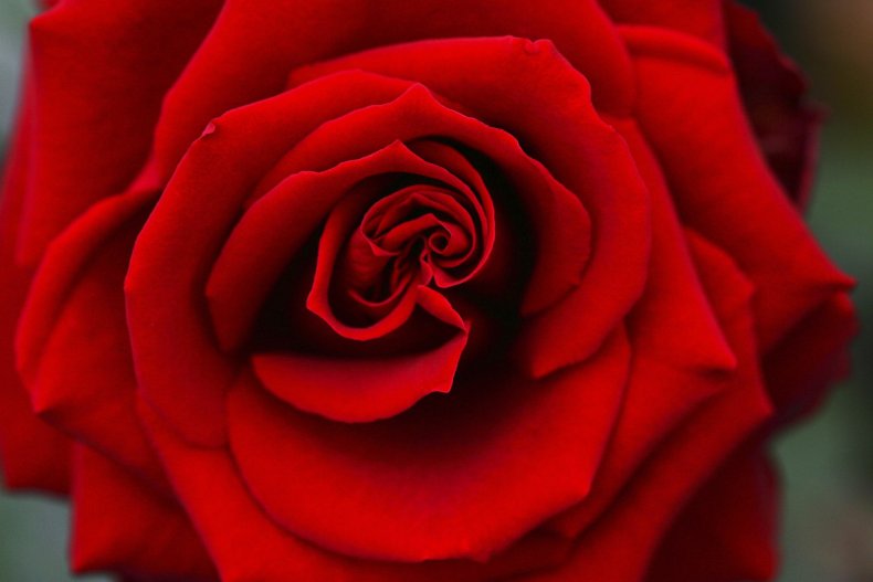 rose