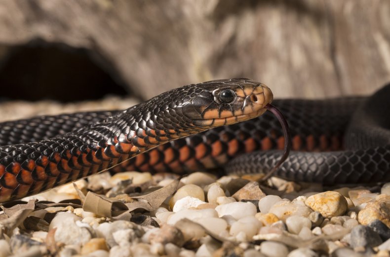 Red-bellied Black Snake