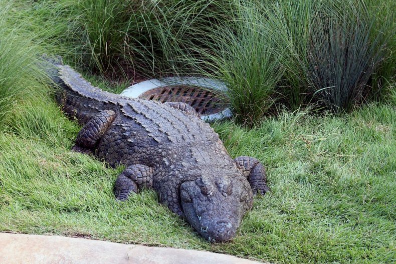 Nile crocodile Memphis Zoo