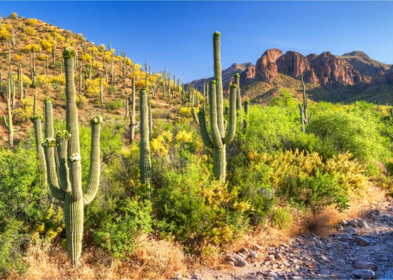 Arizona