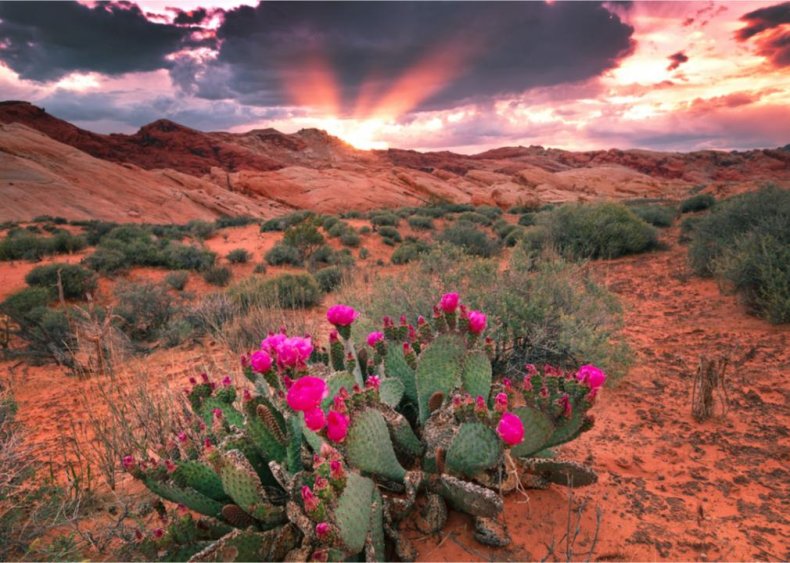 Nevada