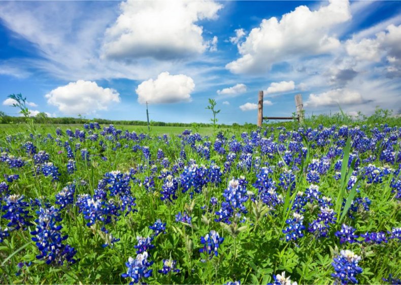 Texas