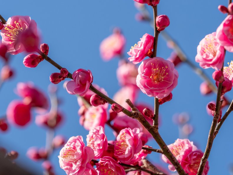 Japanesse Apricot