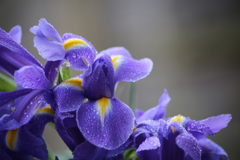 Iris