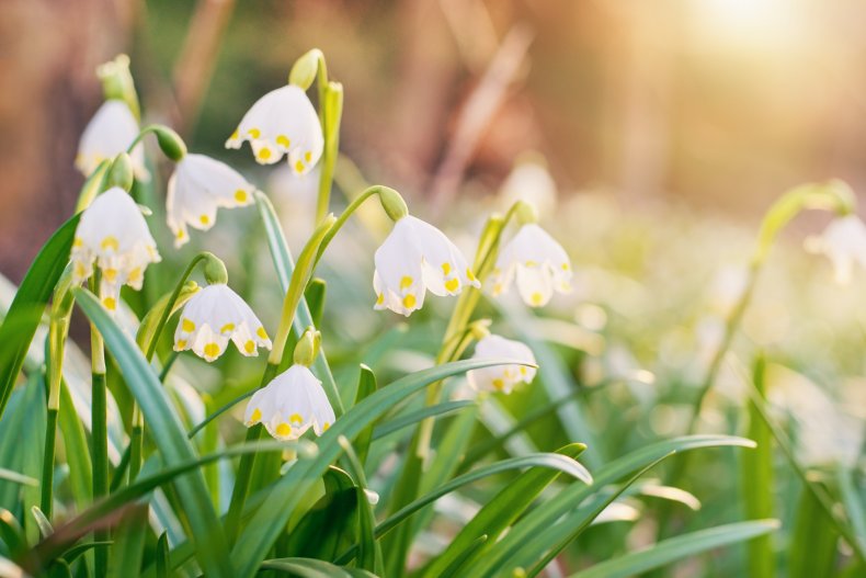 Spring Snowflake