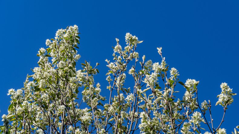 Serviceberry