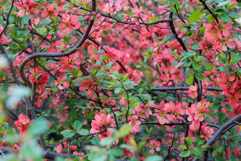 quince flowers