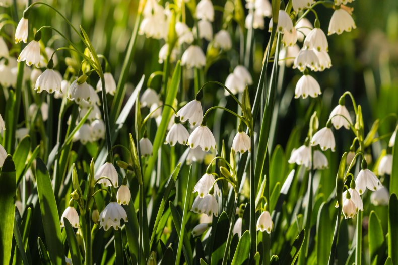 Summer snowflake