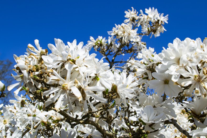 Magnolia