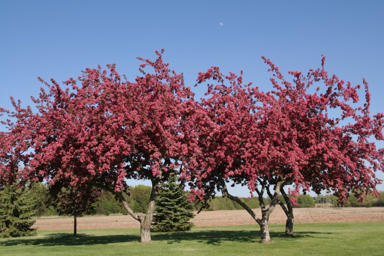 Crab Apple Tree