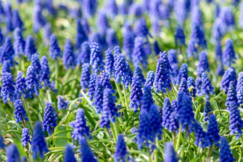 Grape Hyacinths