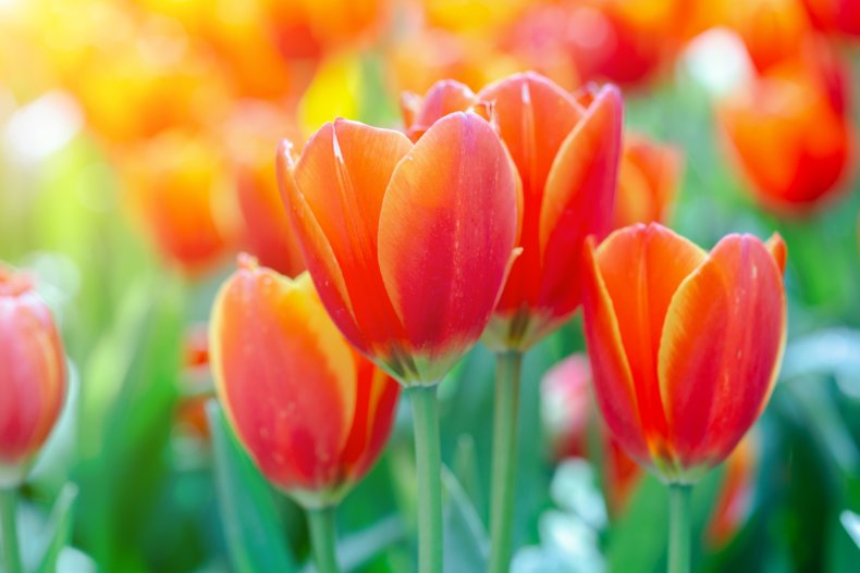 Tulip