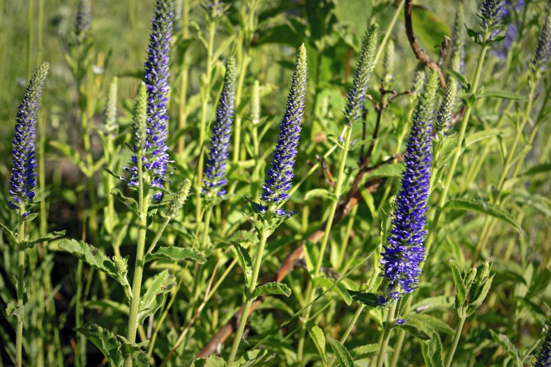 Speedwell