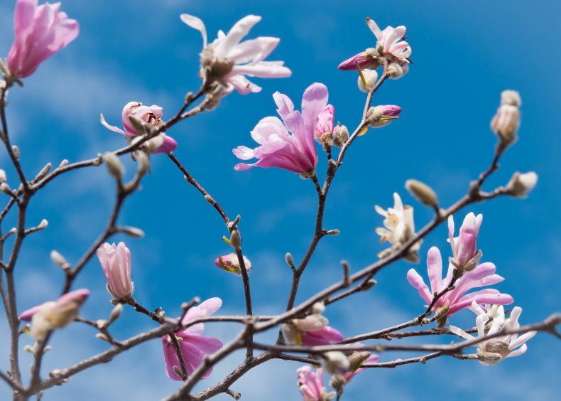Loebner Magnolia