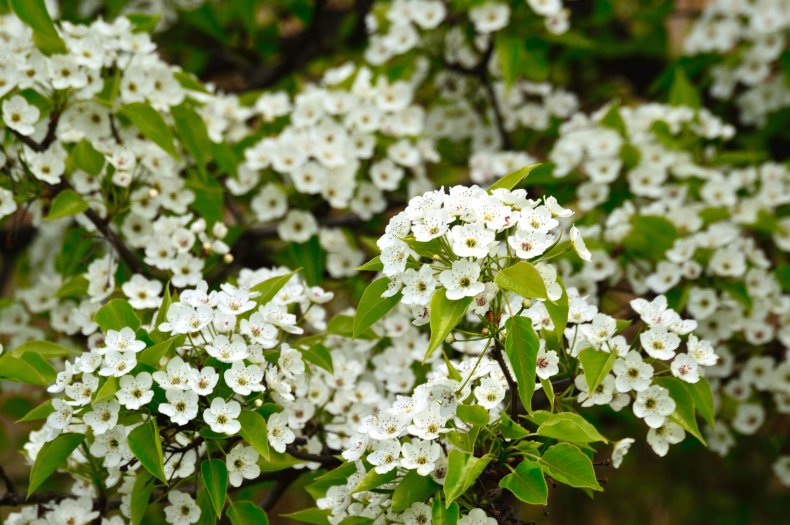Bradford Pear
