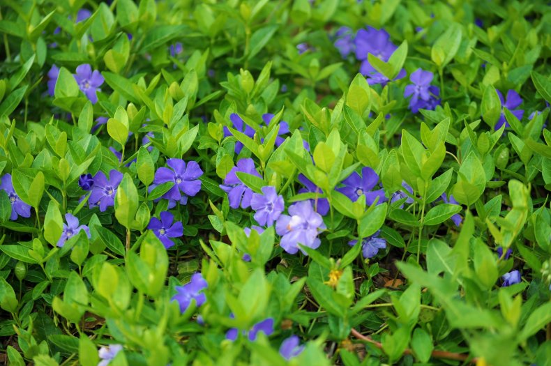 Periwinkle