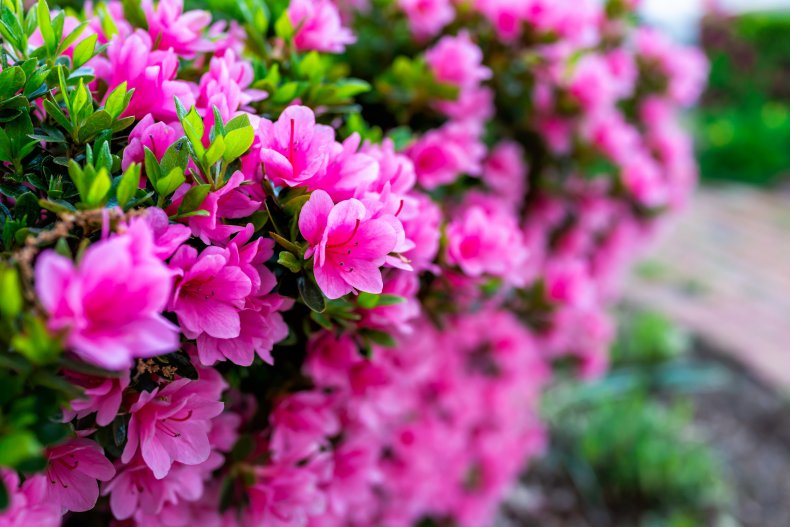 Azalea and rhododendron