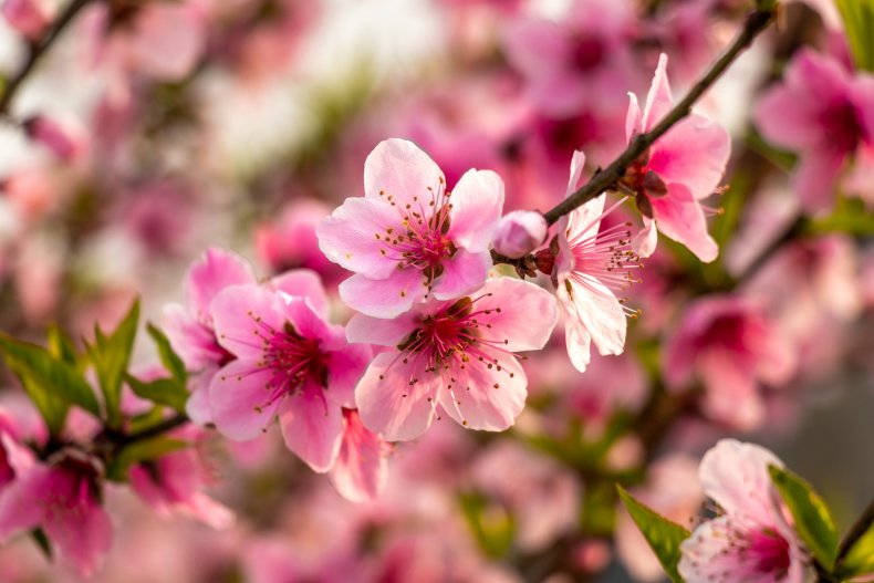 Peach tree