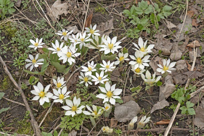 Bloodroot