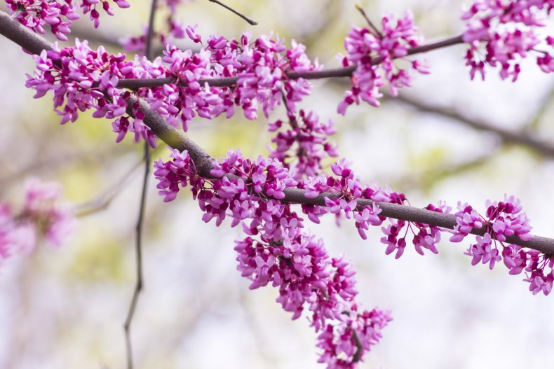 redbud