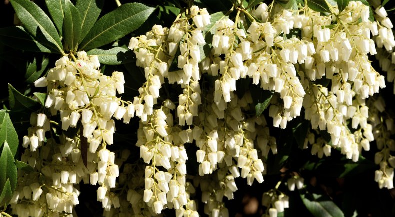 Fetterbush