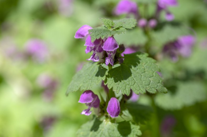 Dead nettle